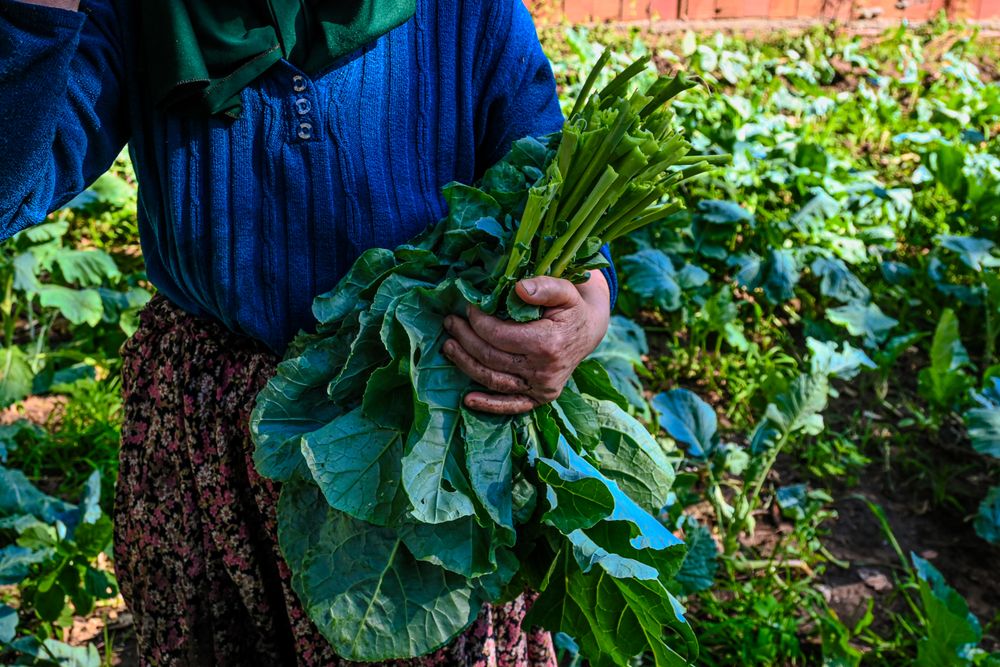 畑で葉物野菜を収穫する農作業の様子